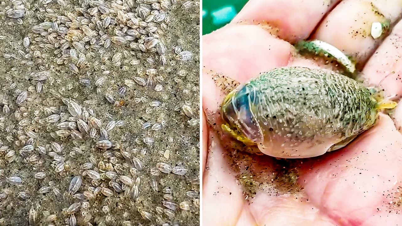“Una locura” en playa de Florida: captan colonia de pulgas de arena