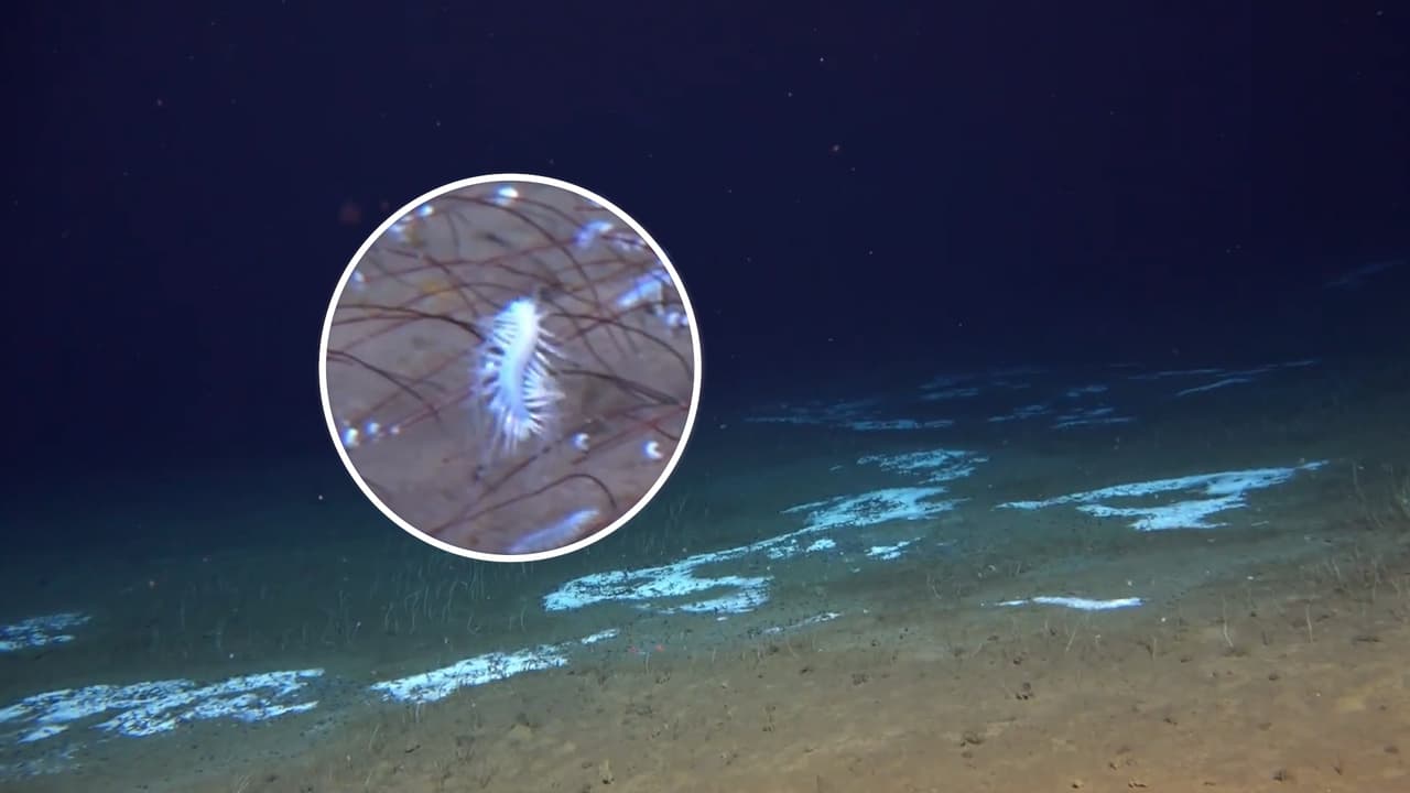 Científicos descubren formas de vida marina en fosas tan profundas que no hay luz solar