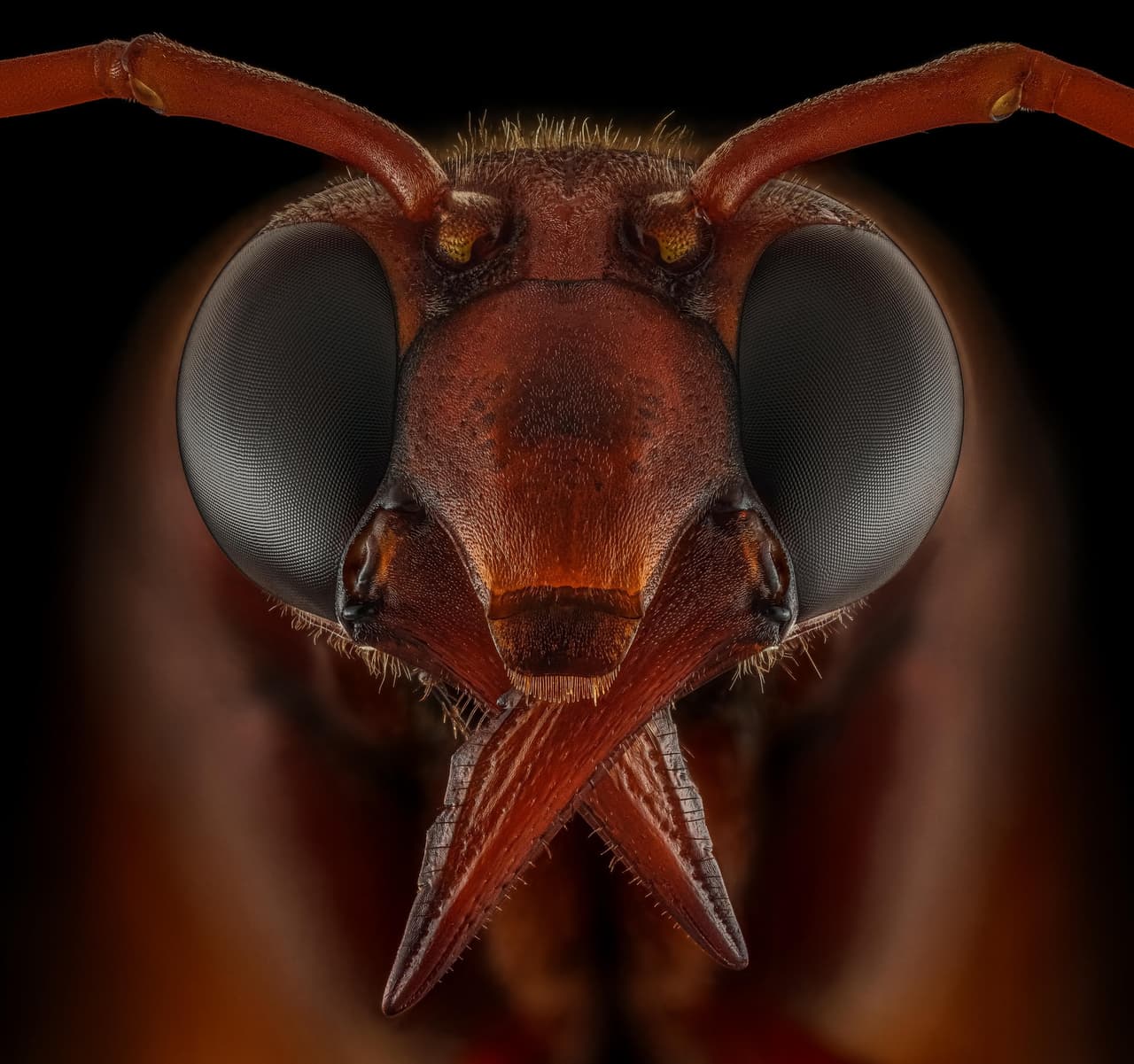 <b>‘Avispa alfarera’</b>. Ganadora en la categoría ‘primer plano extremo’. Esta imagen es el resultado de la combinación de 173 imágenes separadas, una técnica llamada ‘apilamiento de enfoque’.
<br>
