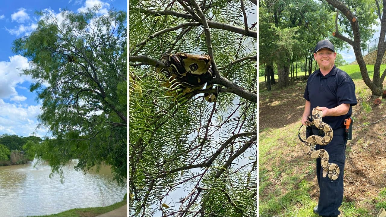 Funcionarios aprovecharon el caso para recordar que
<b> liberar mascotas no es una decisión responsable.</b> Los animales criados en cautiverio dependen del cuidado humano para vivir. 
<b>La boa se encuentra ahora bajo resguardo, mientras se intenta localizar a sus dueños.</b>