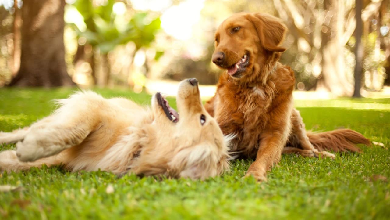 <b>¿Qué tan contagiosa es la influenza canina? </b>Muy. Se propaga a través de 
<b>gotitas cuando los perros tosen</b>, 
<b>ladran </b>y 
<b>estornudan</b>. También se puede propagar por contacto superficial, incluidas la ropa y las manos. Los perros que se mezclan regularmente con otros perros (en instalaciones de alojamiento, guarderías, parques para perros, lugares de acicalamiento) corren mayor riesgo. Los perros también pueden recogerlo en la oficina del veterinario, así que avise a su veterinario antes de una cita si su perro tiene tos.
<br>