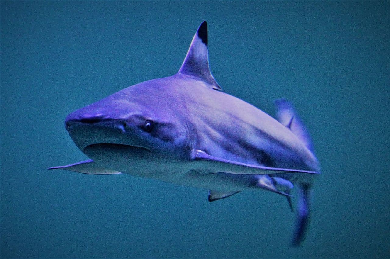 No entre al agua sangrando: los tiburones pueden oler y gustar la sangre, y muchas veces ésta los dirige a sus presas.
<br>