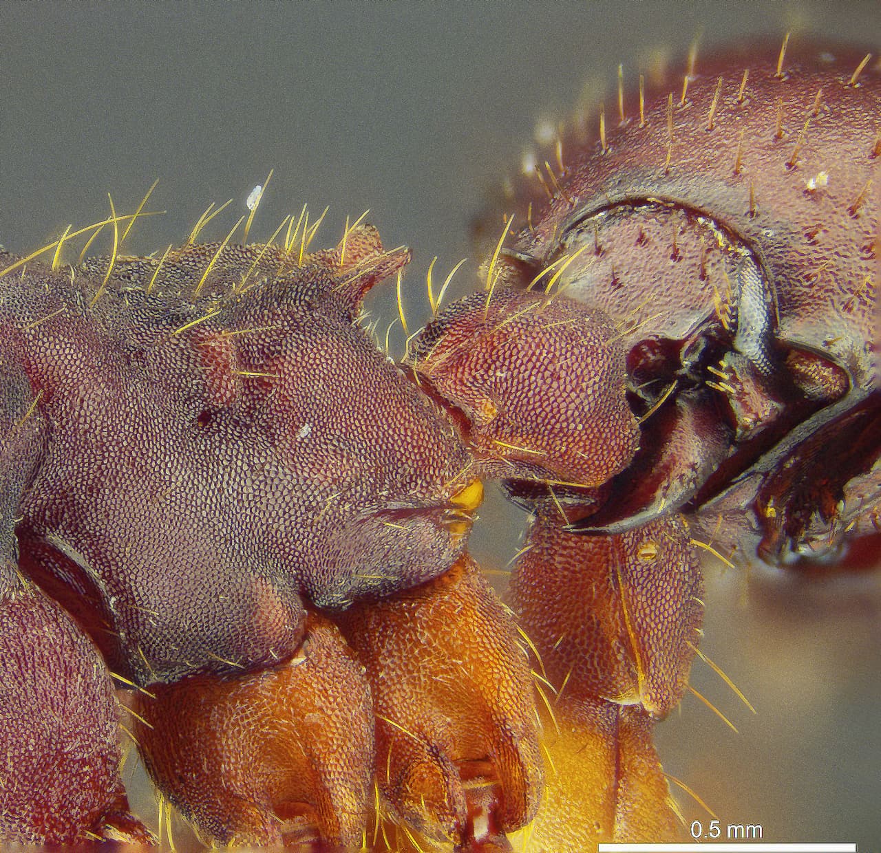 El tamaño, forma y color del cuerpo del escarabajo es igual al del abdomen la hormiga y a simple vista parece que el insecto más grande tuviera dos abdómenes. Los científicos investigan si los escarabajos diminutos utilizan señales químicas para evitar convertirse en presas.
