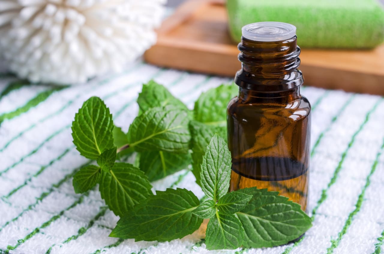 A los roedores no les gusta los aromas fuertes. Cuando detectes que hacen de las suyas al interior del cofre, 
<b>puedes colocar aceite de menta alrededor de los cables,</b> para disuadir a los roedores con su olor. Tienes que hacerlo con frecuencia, para que el olor se mantenga y los ahuyente.