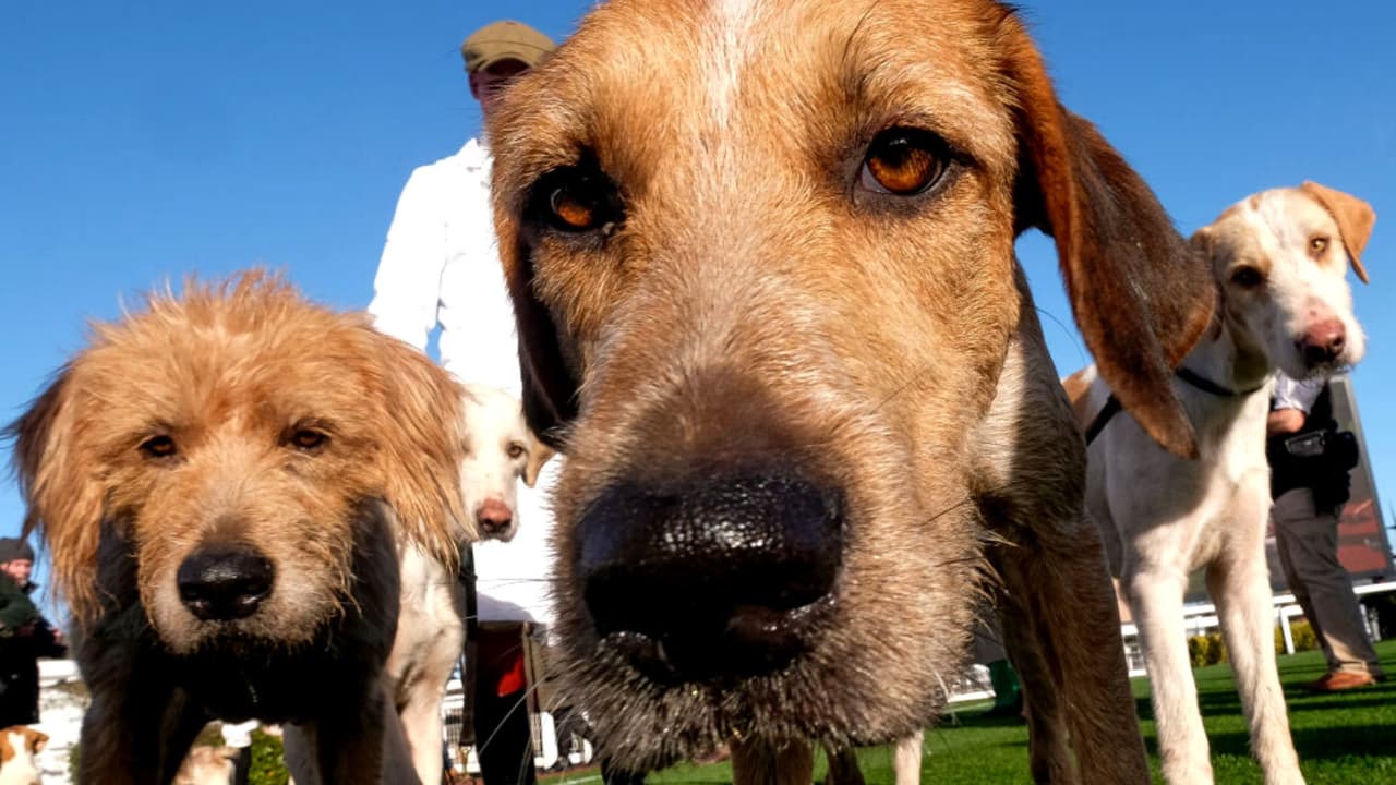 La líder comunitaria Diana Constanza Hernández asegura que todos los días se están registrando casos de robos de mascotas y que los animales están siendo hurtados para ser vendidos en el mercado negro. Te contamos algunas recomendaciones para que tus mascotas no sean víctimas de estos delitos.
