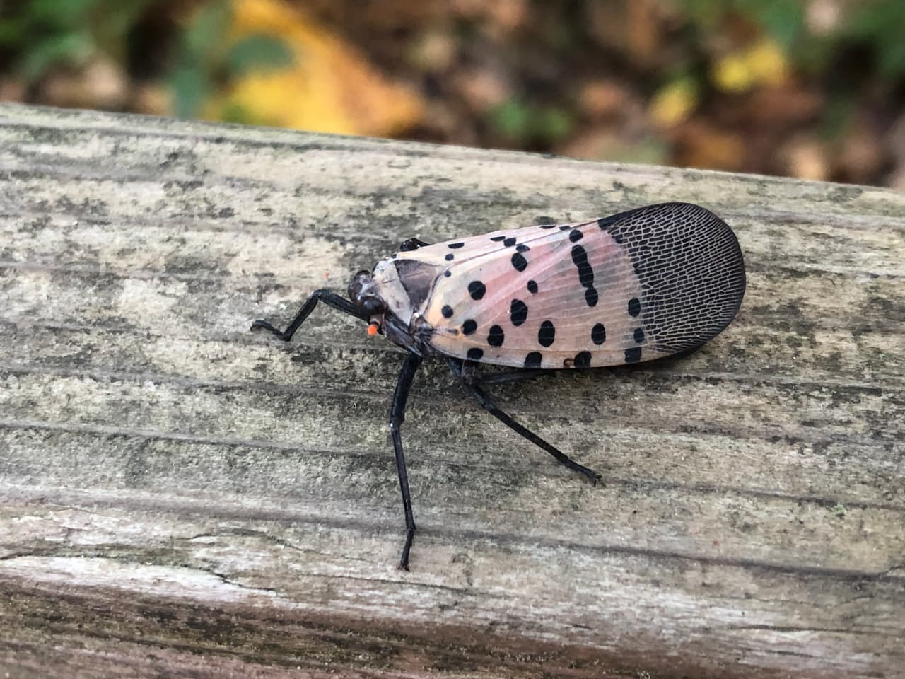 Los primeros avistamientos oficiales de moscas linterna de Pensilvania fueron en el condado de Berks en 2014. Las criaturas probablemente llegaron como huevos en envíos de rocas y cemento desde Asia. Las pequeños y coloridos insectos no tardaron mucho en causar un gran problema. La cuarentena para la plaga invasora ahora incluye 34 condados, confirmó el 
<a href="https://www.agriculture.pa.gov/Plants_Land_Water/PlantIndustry/Entomology/spotted_lanternfly/Pages/default.aspx" target="_blank">secretario de Agricultura</a>, Russell Redding. 
<br>