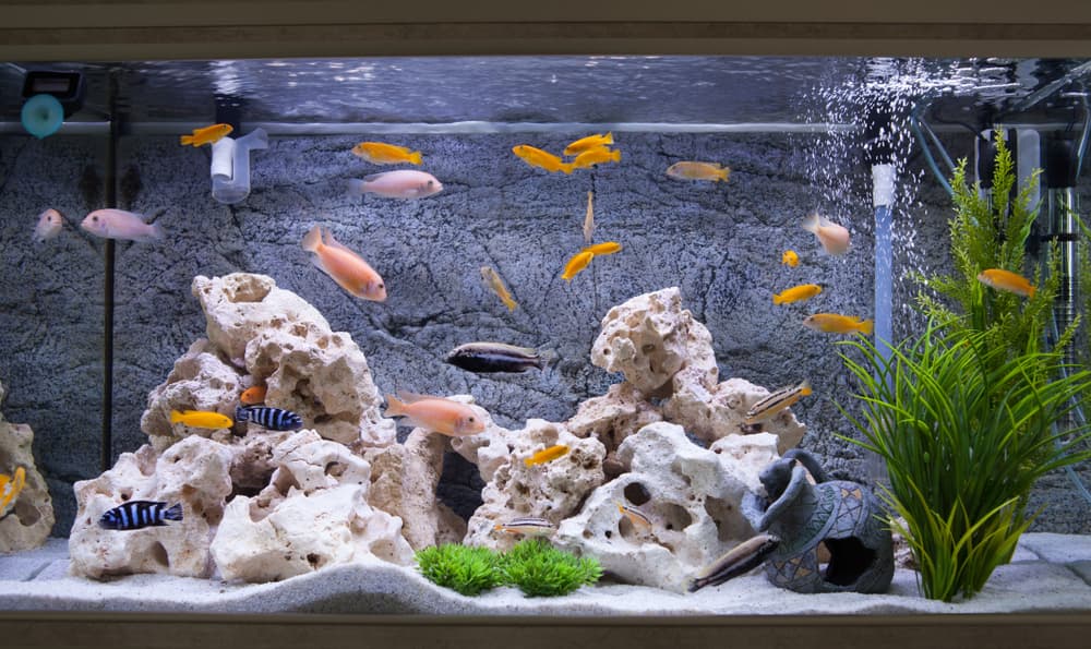Ahora, aunque el pescado no es un amuleto ideal para ellos, a pesar de la representación doble del animal, se cree que un acuario lleno de dulces peces puede protegerles y alejar la envidia y el mal de ojo.