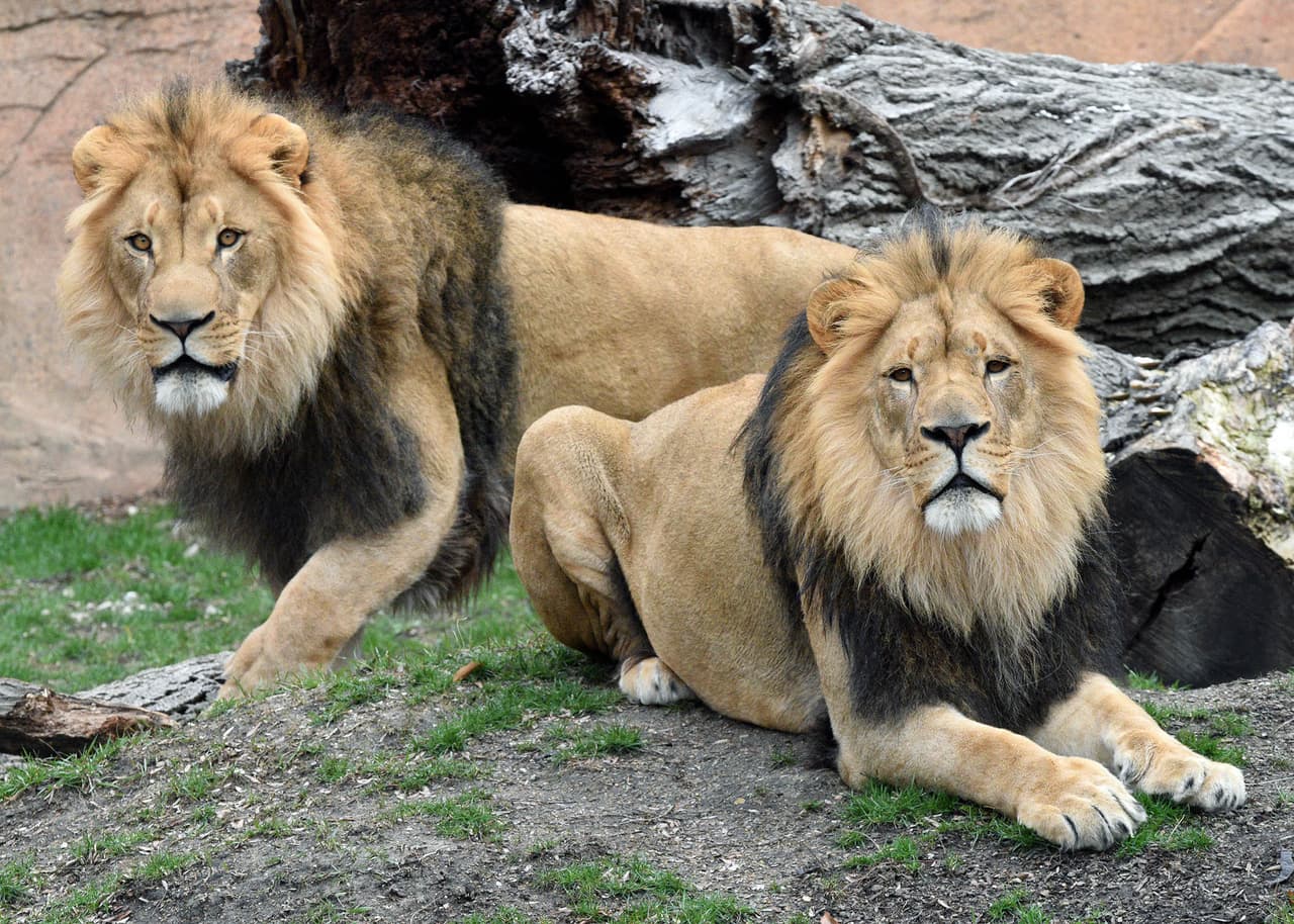 El pronóstico de Malena es bueno basado en la enfermedad de los grandes felinos en otros zoológicos, según el Dr. Mike Adkesson, vicepresidente de medicina clínica de la Sociedad Zoológica de Chicago, que administra el Zoológico de Brookfield. “Malena es un tigre más viejo y, por lo tanto, tiene un riesgo elevado. Sin embargo, goza de buena salud y sus síntomas han sido relativamente leves. Somos optimistas de que se recuperará por completo", dijo Adkesson.