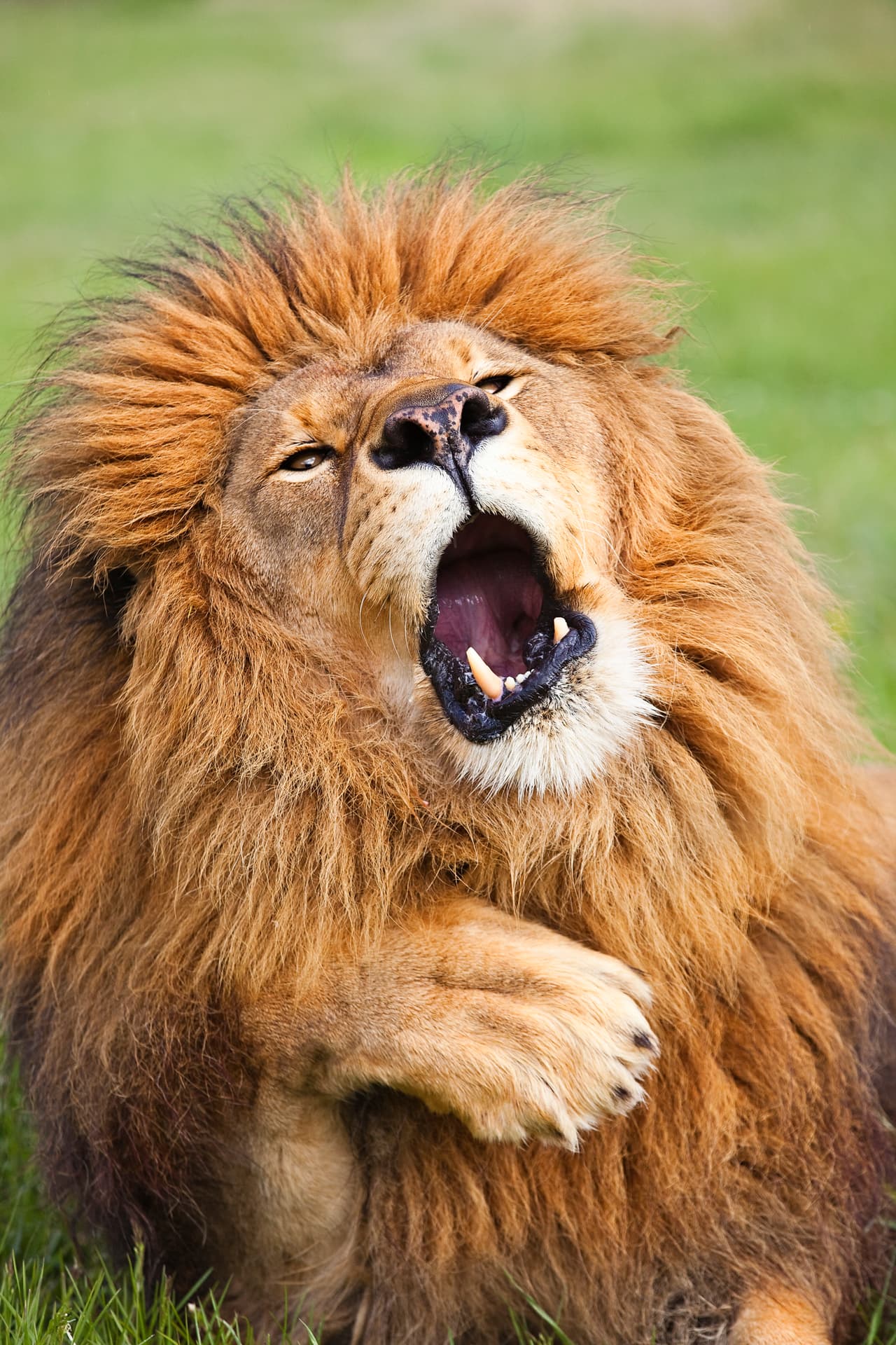 "Necesito vacaciones. A veces es cansado ser el rey de la jungla".
<i>Gill Merritt </i> 
<i> / CWPA / Barcroft</i>
