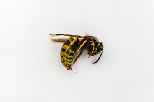 <b>Yellow Jackets</b> 
<br>Las ‘chaquetas amarillas’ se confunden con frecuencia con las abejas, sin embargo, hay ciertas características que pueden distinguir entre las dos. “Todas las especies de yellowjacket tienen marcas negras y amarillas y sus variaciones en los patrones pueden determinar la especie específica. 
<br>Son similares en tamaño a las abejas (aproximadamente ½ pulgada de largo), pero no tienen pelo y no se las verá cargando polen”, según explica Texas Bee Inspection en su página web.