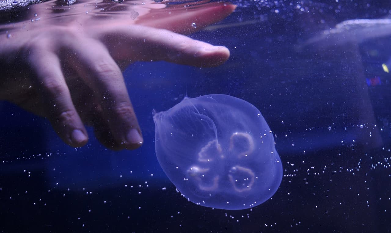 Para evitar ser picado por una medusa, asegúrese de bañarse en playas vigiladas que previamente se advierta sobre la presencia de este animal. Por lo general, se usa una bandera morada para avisar sobre los peligros marinos.
<br>
<br>Se recomienda llevar vinagre y una caja de primeros auxilios.