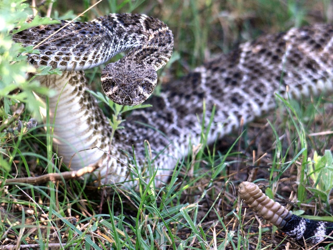 Las serpientes de cascabel se pueden encontrar en diversos hábitats, desde la costa hasta el desierto, y están muy extendidas en California. 
<br>