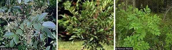 La hiedra, el roble y el 
<b>zumaque venenosos</b> son plantas que comúnmente causan una reacción alérgica cutánea. El resultado casi siempre es la presencia de un salpullido o erupción cutánea rojiza y pruriginosa con protuberancias o ampollas.