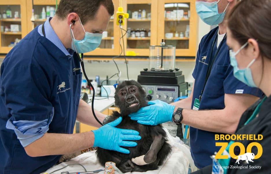 El personal de la Sociedad Zoológica de Chicago es diligente con el cuidado que brindan a los animales en el Zoológico de Brookfield. Los protocolos requieren que el personal use mascarillas en el interior cuando trabaje cerca de compañeros de trabajo y animales. La mayor parte del personal de cuidado de animales está completamente vacunado. Sin embargo, las personas vacunadas aún pueden transmitir el virus sin mostrar síntomas. En el caso de Malena se desconoce el origen de la infección.