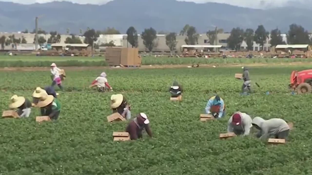 Buscan automatizar campos en California para reemplazar la mano de obra migrante