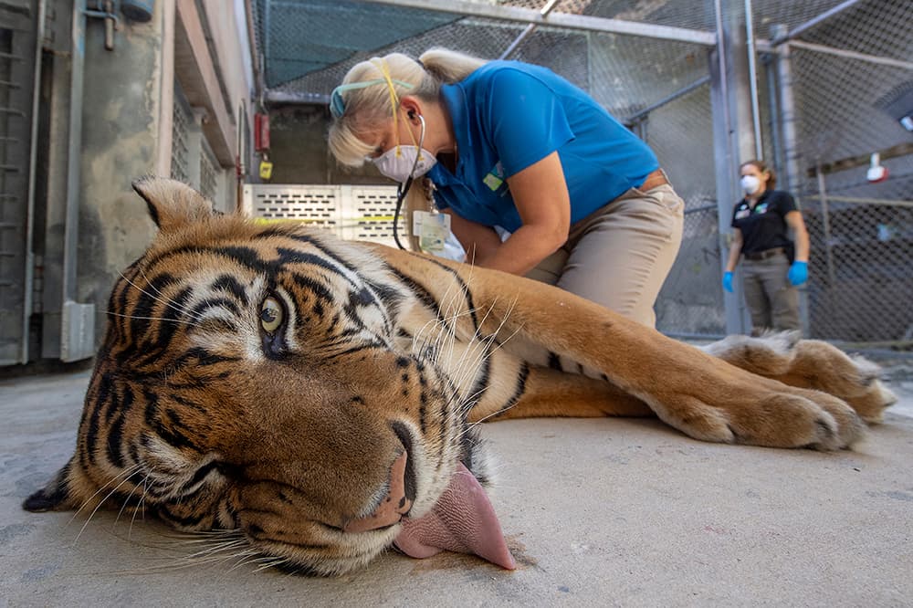 La decisión fue tomada después de ver a los animales moqueando, con letargo y pérdida de apetito. 
<br>