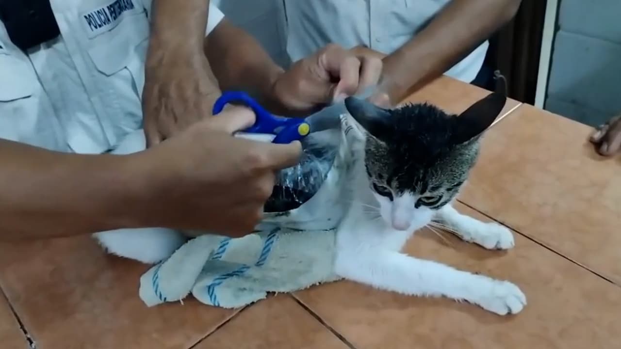 Capturan a ‘narco michi’, un gato usado para introducir drogas a una cárcel