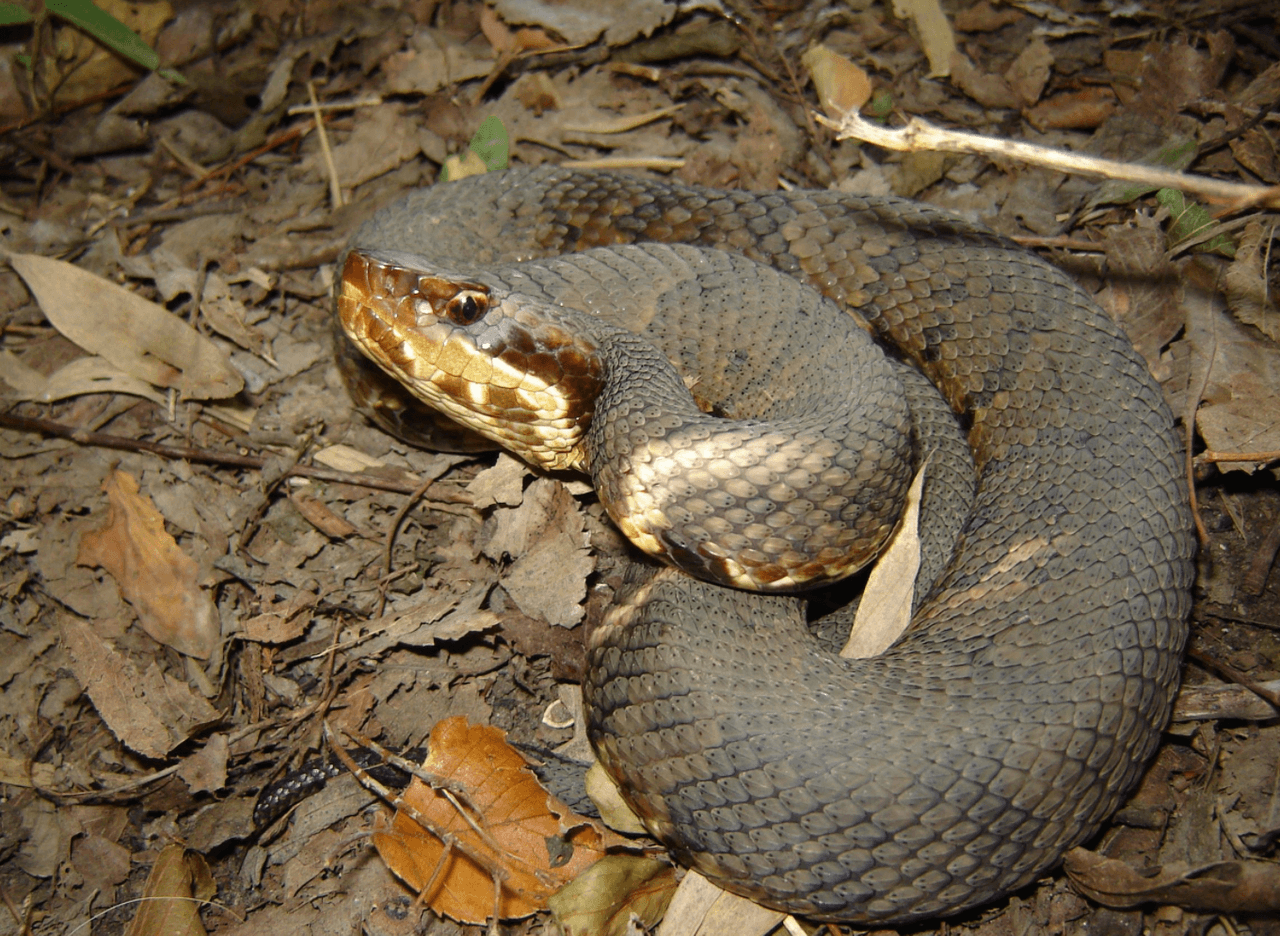 Las serpientes de 
<b>boca de algodón y la espalda de diamante</b> son las más frecuentes en el estado de la estrella solitaria, según el Departamento de Parques y Vida Silvestre de Texas.
<br>