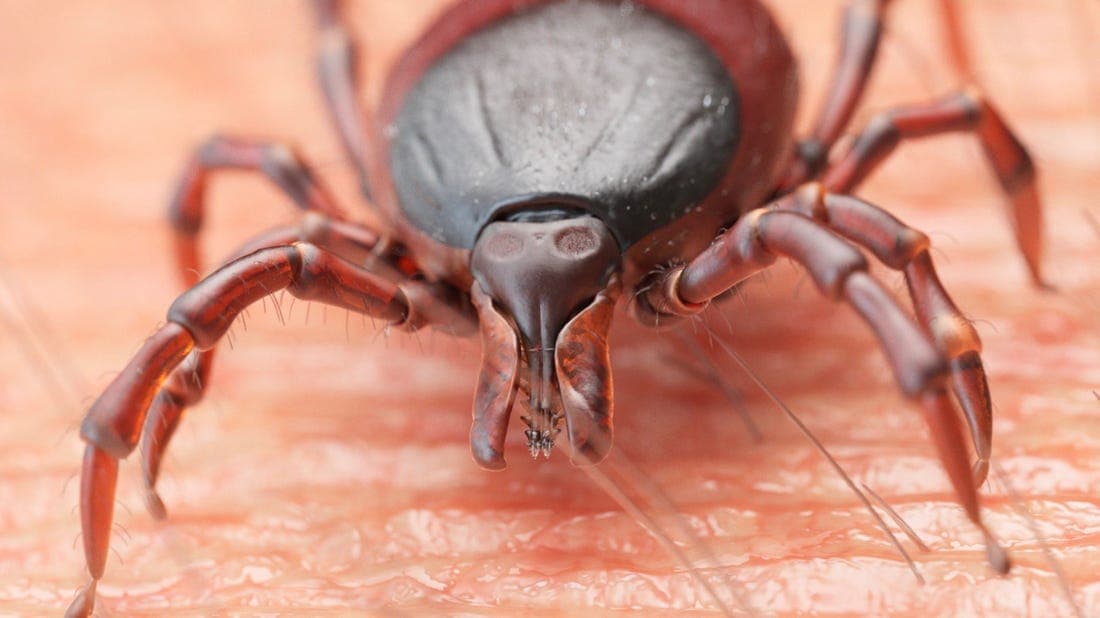 Los residentes de Pensilvania deben tomar las medidas adecuadas para prevenir las picaduras de garrapatas y reconocer los síntomas de la enfermedad de Lyme, ya que algunos síntomas de la enfermedad de Lyme son similares a los del coronavirus. Las garrapatas pueden transmitir la enfermedad de Lyme, entre otras afecciones peligrosas, que pueden ser graves si no se tratan adecuadamente.