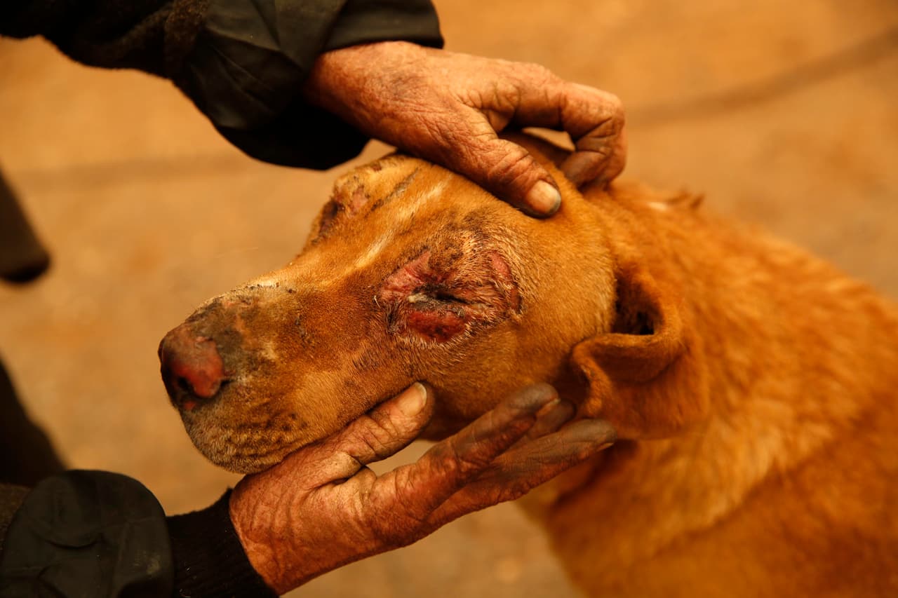 La casa de Cathy Fallon quedó totalmente destruida por el fuego Camp Fire en Paradise. 
<b>El rostro de su perro, llamado Shiloh, quedó severamente quemado.</b> Al menos 29 personas han muerto por causa de este fuego al norte del estado.