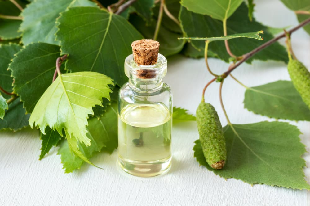 Pero el abedul es también una maravilla porque viene también en aceite o esencia y lo utilizan igual como sustituto de azúcar.