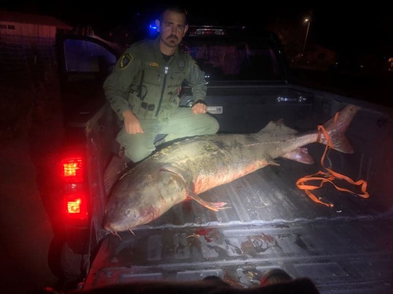 La investigación inició en mayo de 2021, cuando dos hombres fueron observados por oficiales capturar 
<b>esturiones</b> en el río Sacramento para quitarles los huevos y venderlos ilegalmente en 
<b>San Francisco</b>. La vigilancia se extendió a más personas en el área de
<b> Knights Landing</b>, donde oficiales observaron la presunta 
<b>caza furtiva de esturiones</b>, así como el uso ilegal de salmones jóvenes como cebo.
