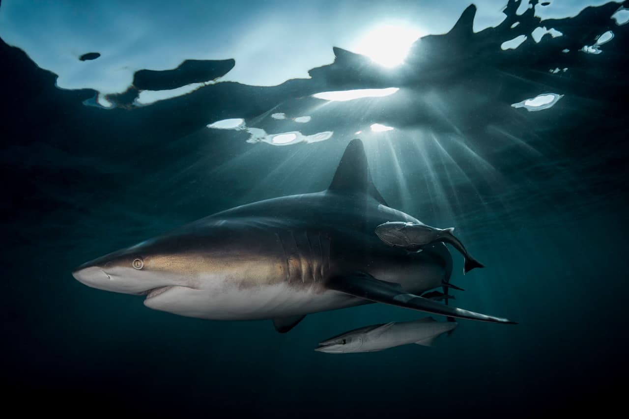 <b>‘Guardián marino’</b>
<br>
<br>Un gran tiburón oceánico de punta negra navega al borde de la superficie del océano en la costa este de África. 
<br>
<br>“Este tiburón hembra me seguía y me investigaba durante una inmersión en el arrecife”, cuenta el autor de la fotografía. 
<br>