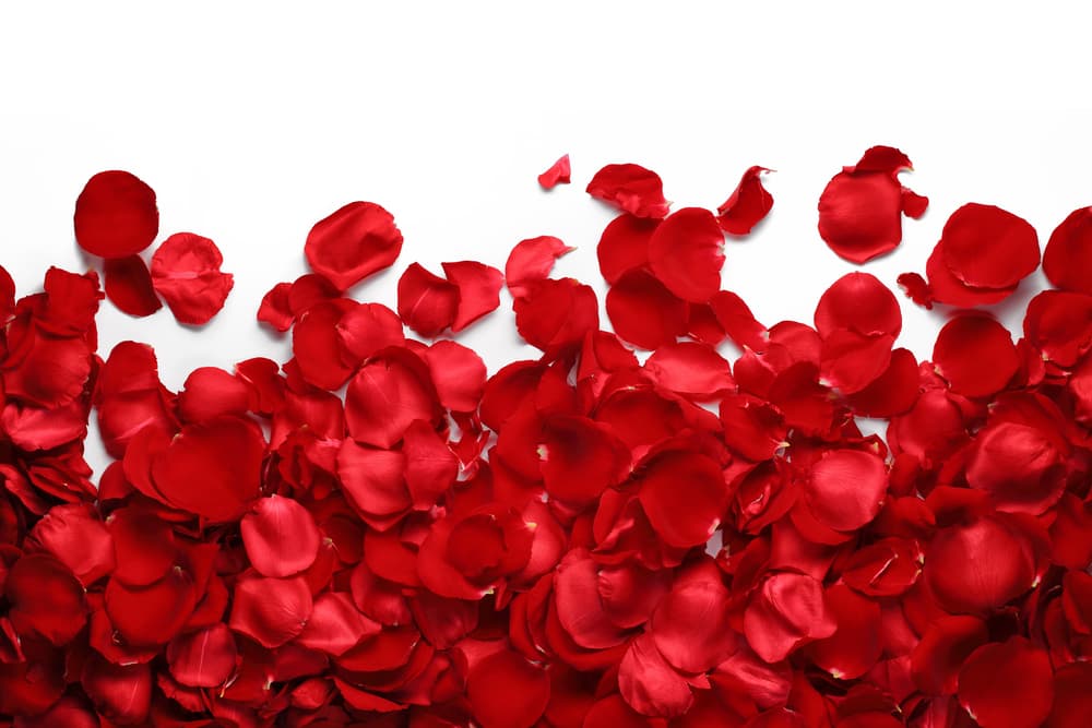Empecemos deshojando los pétalos de cada una de las siete rosas.