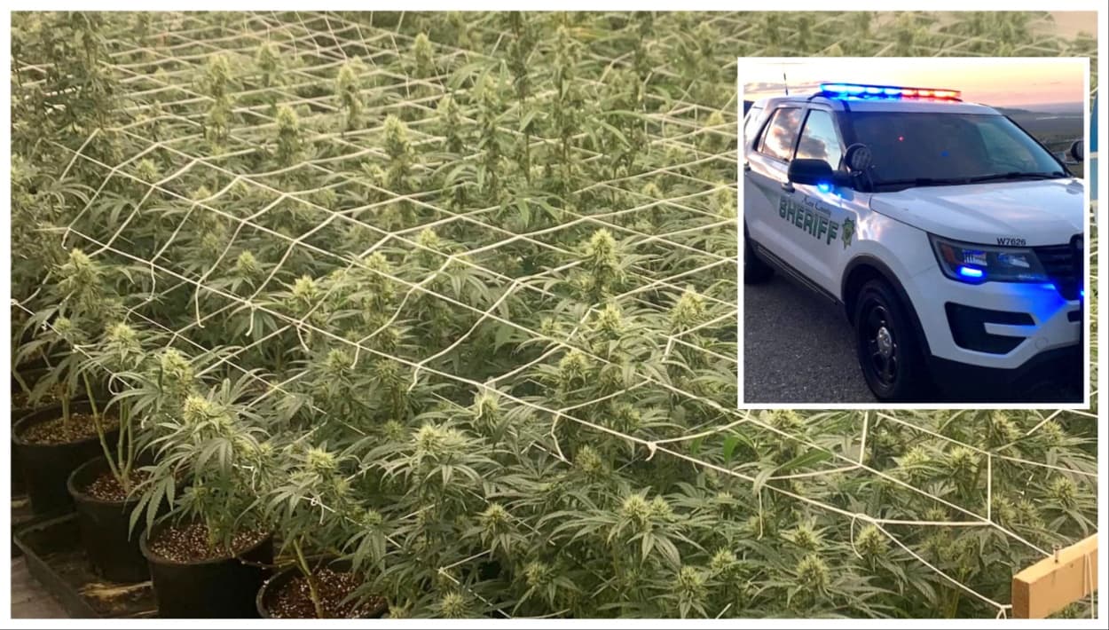 Policía incauta marihuana en el condado de Kern