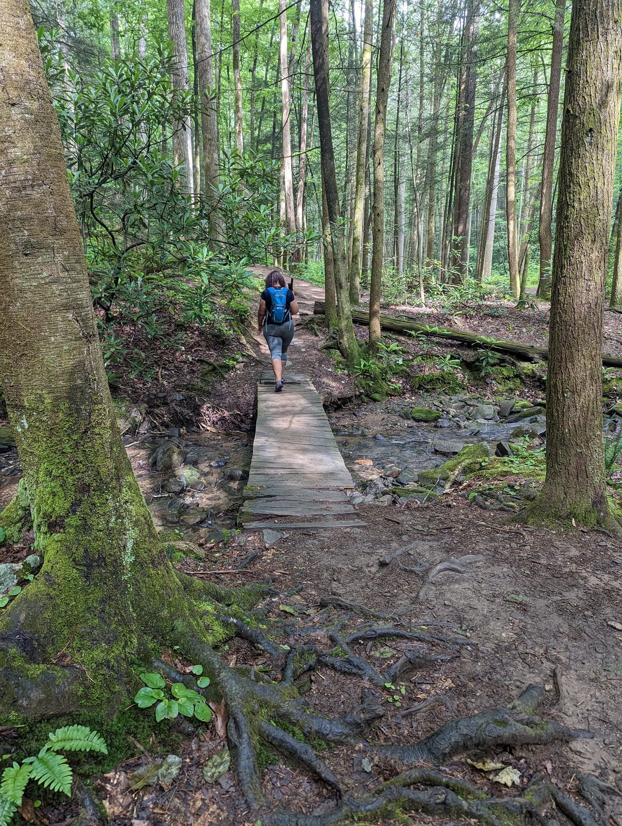 <b>Raven Cliff Falls Trail (Cleveland, GA)</b>
<br>
<b>Sitio web</b>: 
<a href="https://www.fs.usda.gov/recarea/conf/recarea/?recid=10515">https://www.fs.usda.gov/recarea/conf/recarea/?recid=10515</a> 
<br>
<a href="https://goo.gl/maps/xqm9HF6wir5rYMmX7"><b>Cómo llegar</b></a>
<b> </b>
<br>
<br>Este sendero es relativamente fácil y las cascadas son espectaculares, también es uno de los favoritos a visitar en el verano. Camina por este sendero a través de un hermoso y sombreado valle de arroyo y, aunque es probable que no se moje en el sendero, hay un pozo profundo y frío para nadar cerca del comienzo del sendero. Es un gran final para una gran caminata, especialmente en el calor del verano.