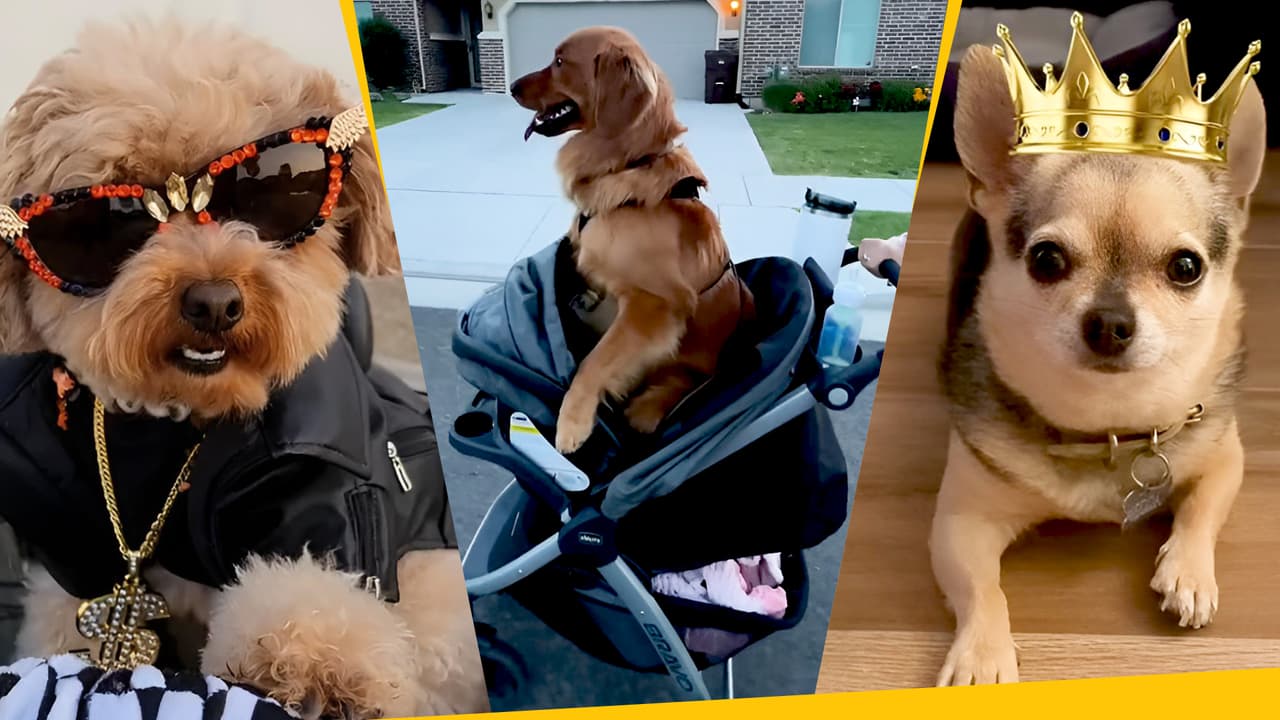 ¿Guardería para perros? Expertos responden si está bien o no tratar a tus mascotas como hijos