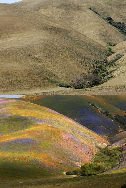 Las colinas en California poco a poco se fueron volviendo amarillas debido a la falta de agua y a los incendios forestales de grandes proporciones.