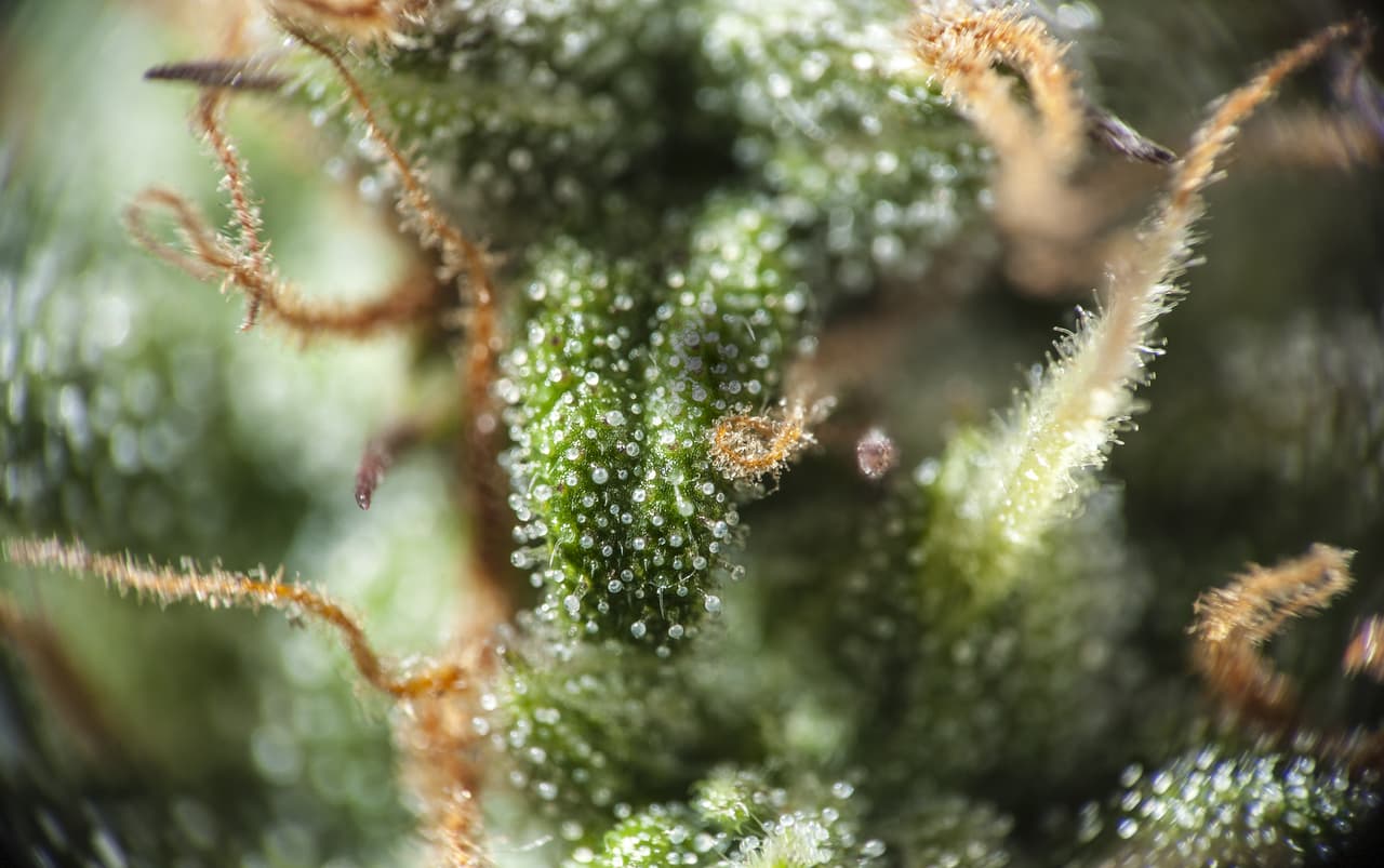 Conocida más popularmente por el uso recreacional o medicinal de la sustancia THC que produce, esta planta también se usa, y ha sido utilizada tradicionalmente, por su resistente fibra, denominada cáñamo, para la manufactura textil.