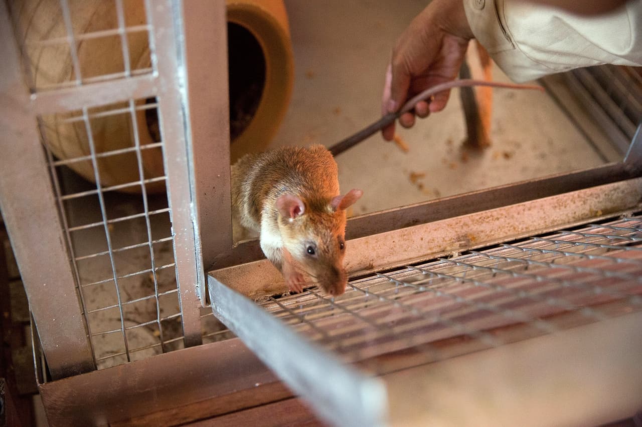 En 2021, al menos 13 personas fueron hospitalizadas, una murió, a causa de la leptospirosis, una afección que ataca los riñones y el hígado.