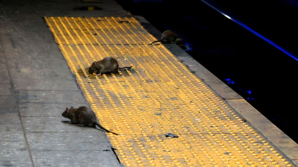 Las ratas se arrastraron hasta la superficie mientras la pandemia de coronavirus sacudía la ciudad de Nueva York. Dos años después, su presencia se ha multiplicado.