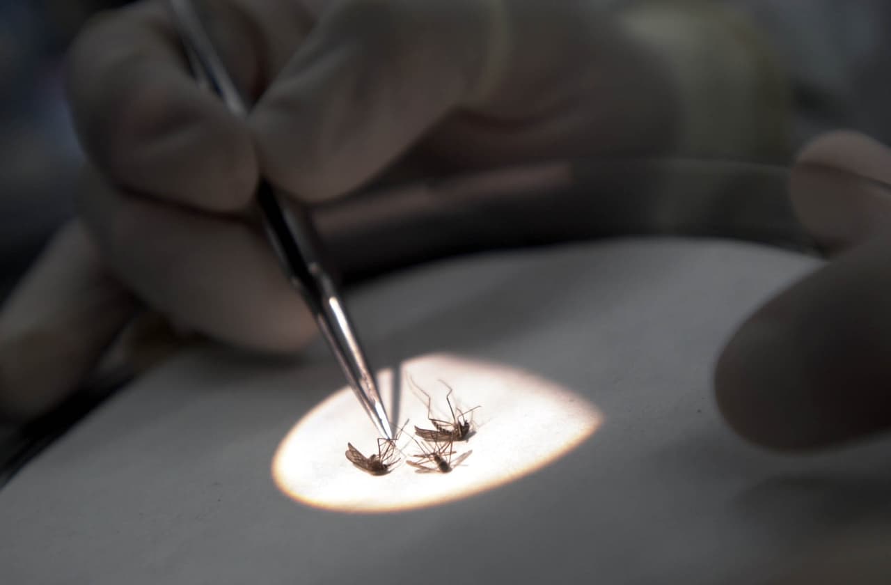 El condado Miami-Dade se mantiene bajo alerta por la transmisión de este virus a través de un mosquito, el cual ha afectado a 24 residentes este año. 
<br>