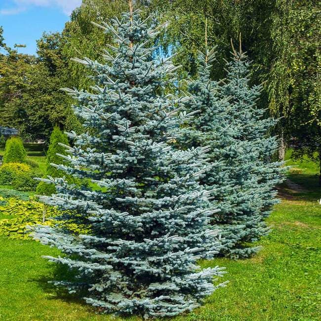<b>Abeto azul de Colorado: </b>Encontrado en las Montañas Rocosas centrales, este abeto toma prestado su nombre del Estado del Centenario y tiene agujas robustas de tres lados de aproximadamente tres cuartos de pulgada de largo. Su follaje puede variar en color desde el verde oscuro al azul índigo. Su ramificación robusta y su buena retención de agujas lo convierten en un árbol de Navidad deseable, mientras que su excelente forma y su color excepcional lo convierten en el árbol de hoja perenne ornamental por excelencia.