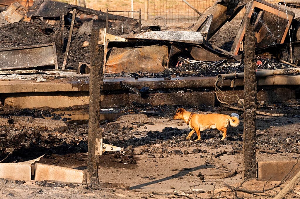 El fuego se expandió significativamente más rápido que muchos otros incendios que han arrasado California en los últimos días.