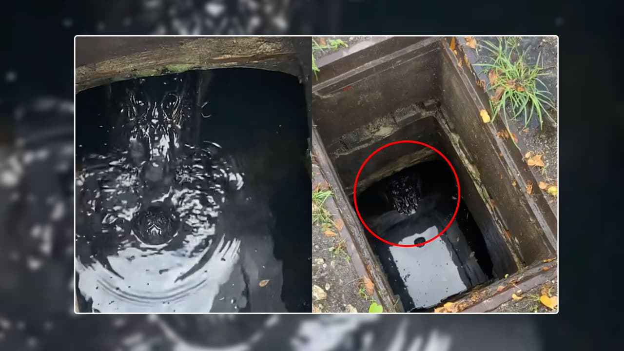 <b>En video: <b>Familia de Florida encuentra a caimán de 7 pies de largo al recoger una pelota en alcantarilla</b></b>
<br>
<br>Se estimó, basándose en la nariz y el hocico del caimán, que medía cerca de 11 pies de largo, pero no se determinó la longitud exacta.