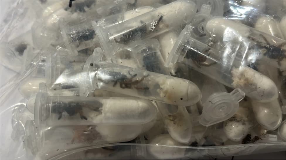 El espeluznante hallazgo de 1,500 tarántulas escondidas en envases de galletas en un aeropuerto