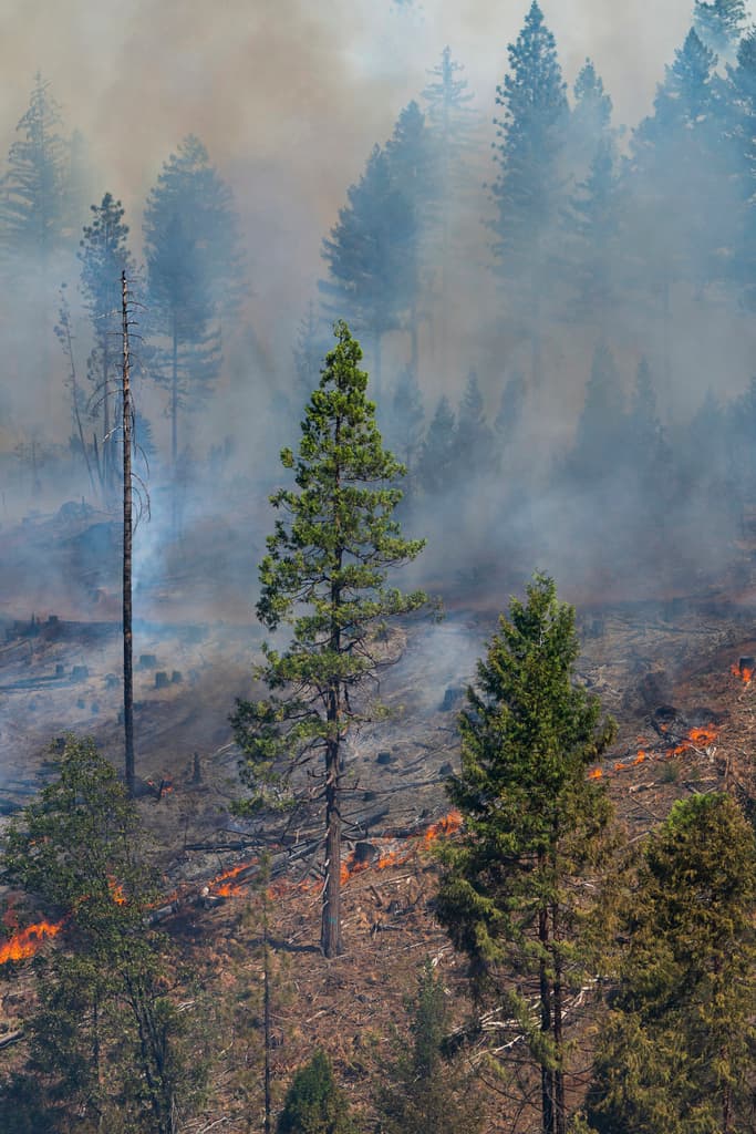 No se ofrece aún un estimado de 
<b>los daños económicos y al ambiente</b> que provocó este incendio.