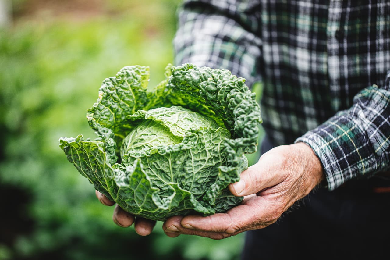 <h3 class="cms-H3-H3">Col rizada</h3>
<br>
<br>Este alimento contiene dos componentes de flavonoides: kaempferol y quercetina. Además, este alimento es rico en calcio y potasio y tiene una buena cantidad de fibra. Contiene también antioxidantes que ayudan a prevenir el daño celular y puede también proteger contra el cáncer.
<br>