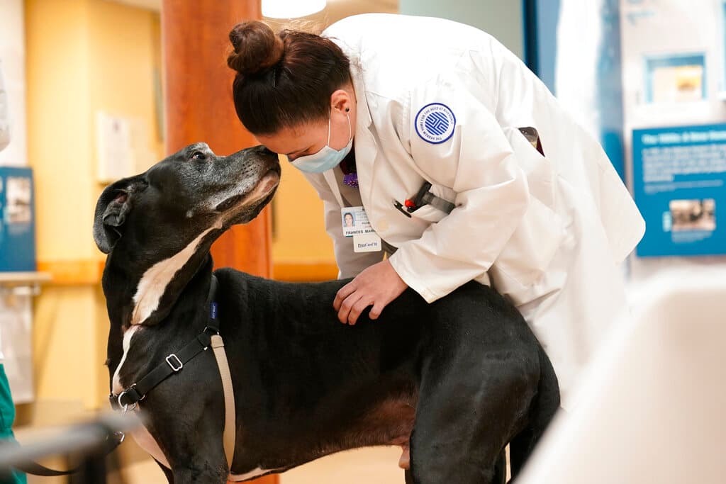 Proyecto en Puerto Rico busca otorgar un crédito fiscal por los gastos de mascotas: ¿en qué consiste y quiénes podrían solicitarlo?