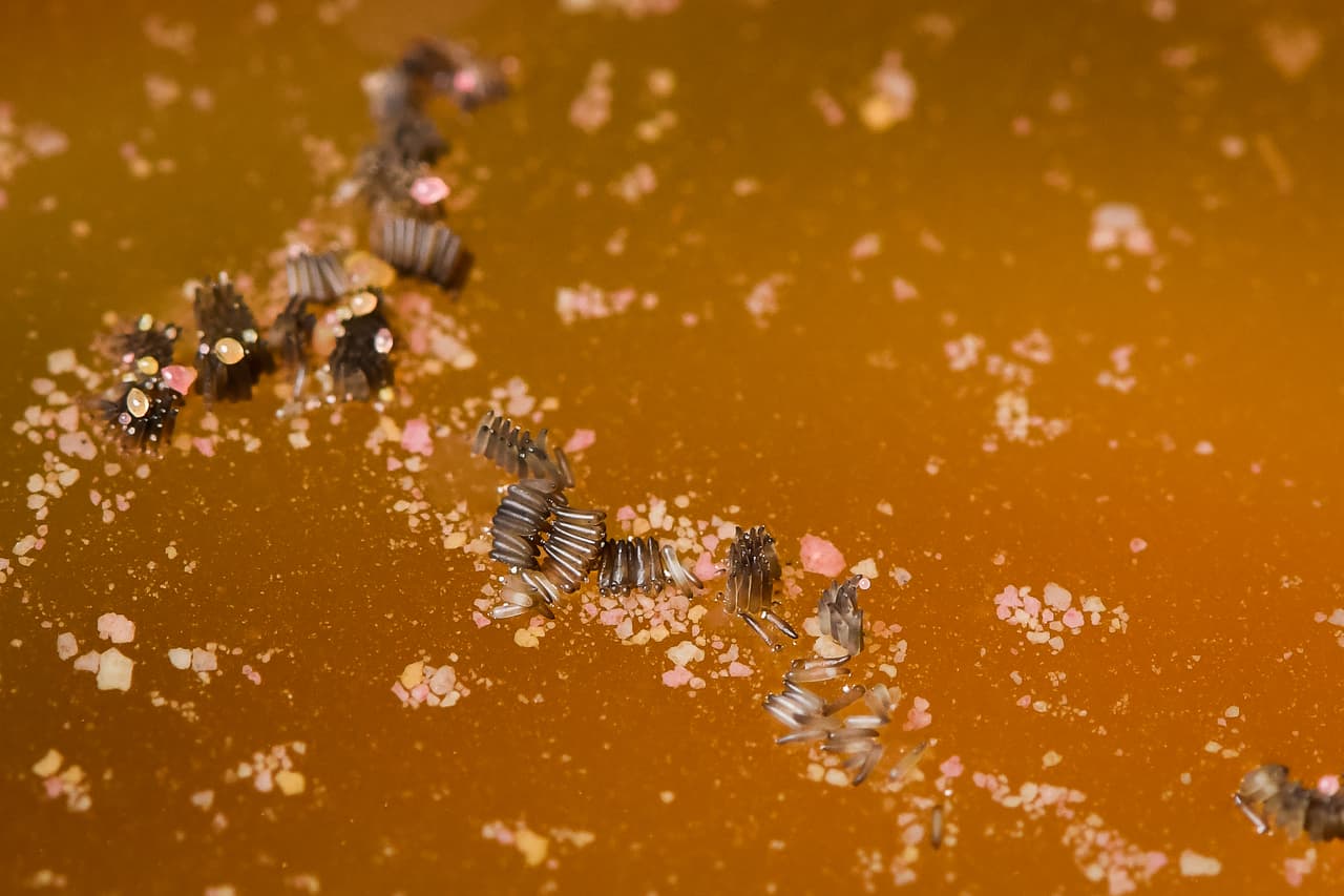 Este virus “puede afectar el sistema nervioso y provocar meningitis, encefalitis, parálisis e incluso la muerte”, según el 
<a href="http://publichealth.lacounty.gov/phcommon/public/media/mediapubhpdetail.cfm?prid=3283" target="_blank">comunicado</a>.
