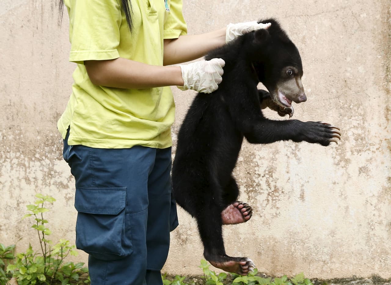 Un osezno de oso malayo encautado en Kuala Lumpur. Se hallaba en un cargamento junto a otras especies. El valor total de dicho cargamento retenido sumaría unos $20,000en el mercado negro. Se estima que el tráfico de vida salvaje se lleva unos 8,000 millones de dólares al año, según la organización TRAFFIC.