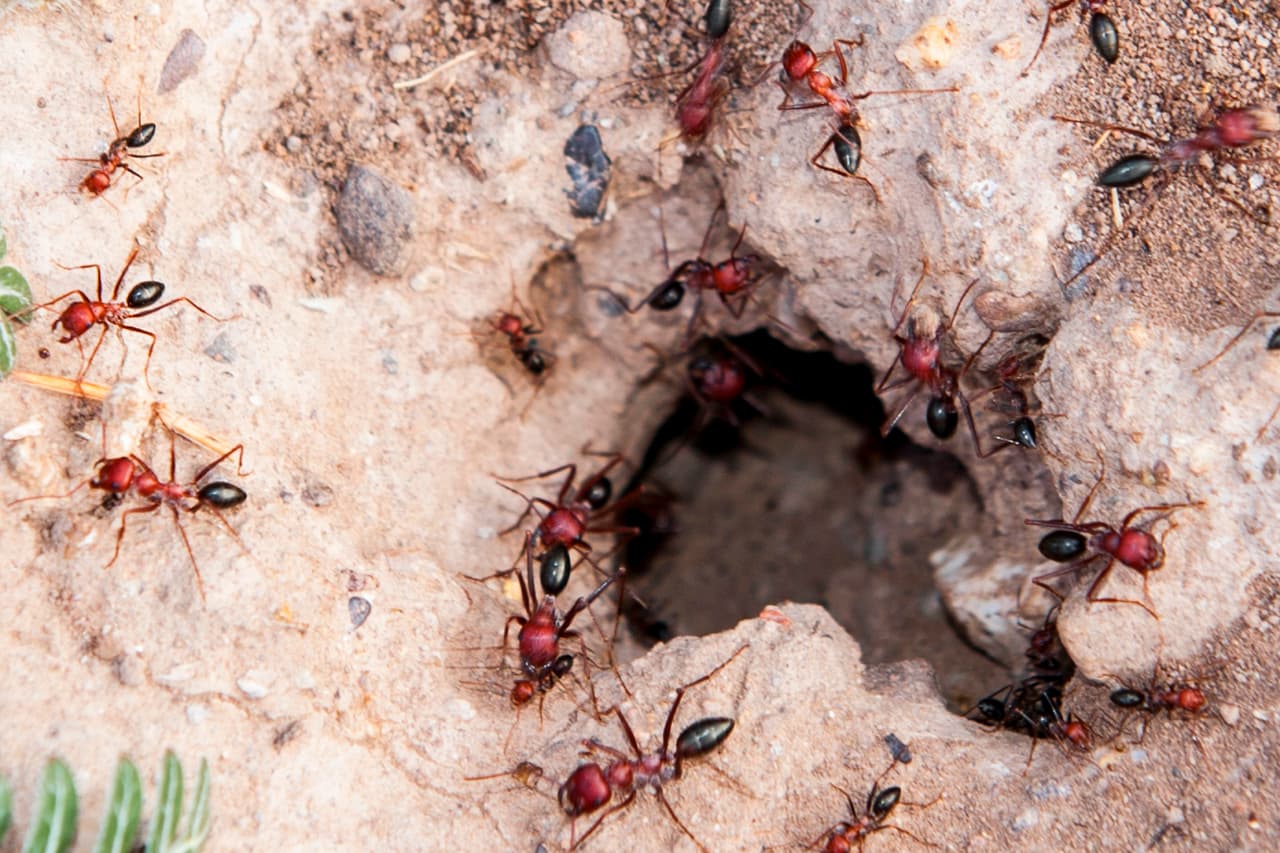 La hormiga roja libera un químico llamado histamina que provoca enrojecimiento e hinchazón de la piel. Ciertas personas pueden ser alérgicas a ella y alrededor de una docena de estadounidenses mueren cada año por sus mordeduras.