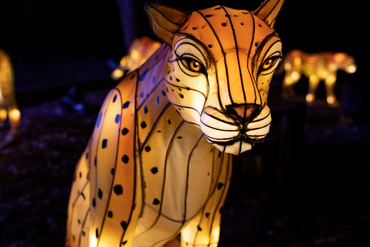 <b>IllumiNights at the Zoo</b>
<br>
<b>Fechas</b>: 16 de noviembre al 6 de enero de 2024
<br>
<b>Lugar</b>: Zoo Atlanta. 800 Cherokee Avenue SE. Atlanta, GA
<br>
<b>Sitio web</b>: 
<a href="https://zooatlanta.org/event/illuminights/">https://zooatlanta.org/event/illuminights/</a> 
<br>
<br>Disfruta de un paseo de una milla de impresionante vida silvestre de nuestro planeta y criaturas de la imaginación, desde leopardos luminosos hasta un imponente fénix ardiente.