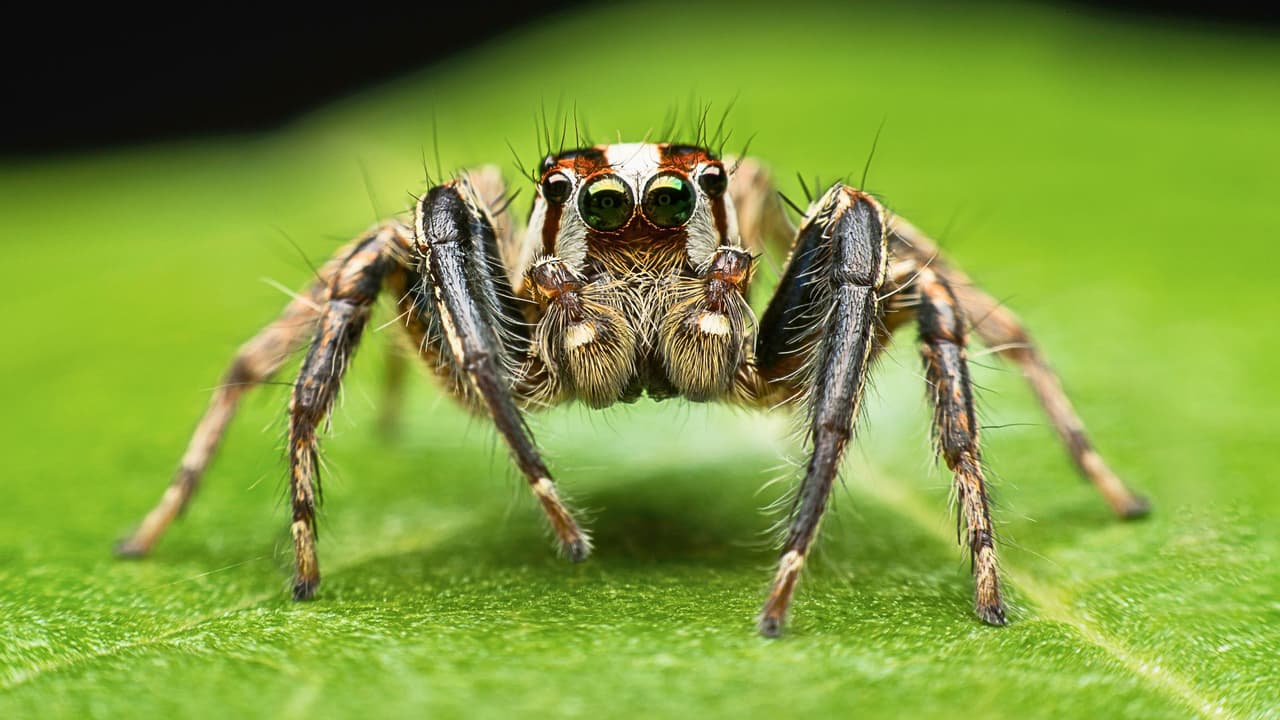 <b>Texas tiene muchas cosas buenas… y algunas con ocho patas. </b>Las arañas están presentes todo el año, pero 
<b>en primavera y verano aumentan las probabilidades de encontrarlas en casa, en el jardín o incluso dentro de los zapatos.</b> Aunque la mayoría no representa un riesgo serio, 
<b>algunas especies pueden causar problemas de salud si muerden.</b> Por eso, muchas familias en Texas se preguntan: 
<b>¿cuáles son peligrosas?, ¿cómo prevenirlas?, ¿qué hacer si muerden a mi hijo?</b> Aquí te damos una guía práctica, sencilla y confiable para mantener a salvo a tu familia y cuidar tu casa sin caer en el pánico.
