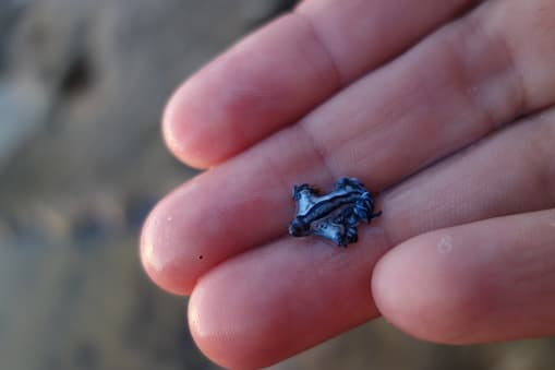 Los glaucus azules pueden tragar aire y retenerlo en el estómago para flotar en la superficie del agua.