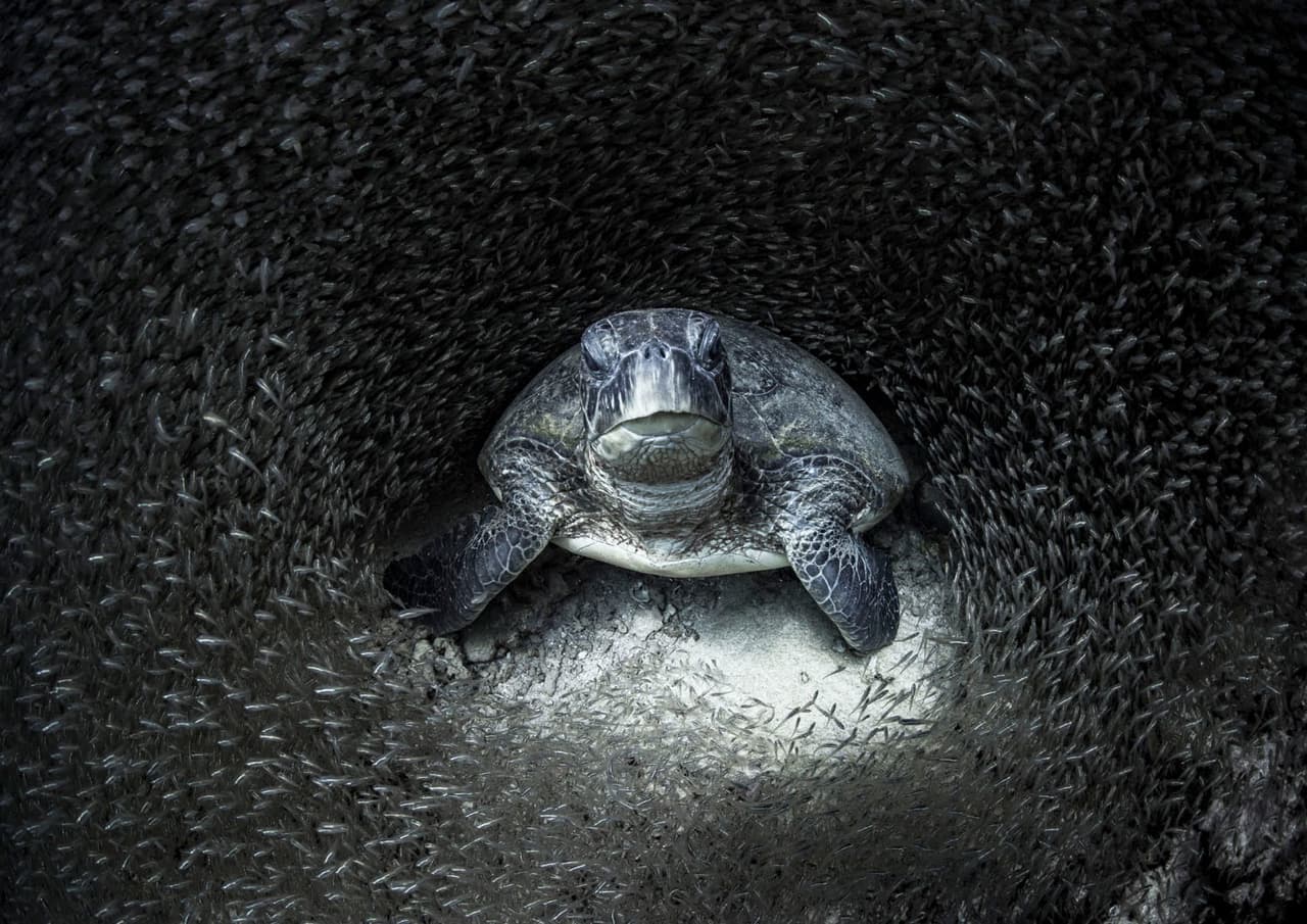 <b>‘Tortuga verde’</b>
<br>
<br>Una tortuga marina verde, en peligro de extinción, mientras reposaba rodeada de peces de cristal en el arrecife Ningaloo de Australia Occidental. Por esta fotografía su autora, 
<a href="https://vitalimpacts.org/collections/aimee-jan-1"><u>Aimee Jan</u></a>, fue nombrada 
<a href="https://www.univision.com/noticias/medio-ambiente/ganadores-premio-de-fotografia-oceanica-ocean-photography-awards-2021-fotos"><u>Fotógrafa Oceánica del Año 2021</u></a>.
<br>